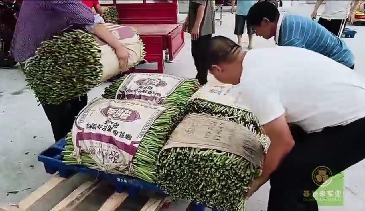 山葵鲜叶采收