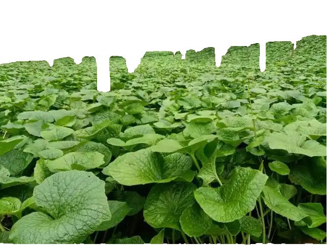 山葵种植田