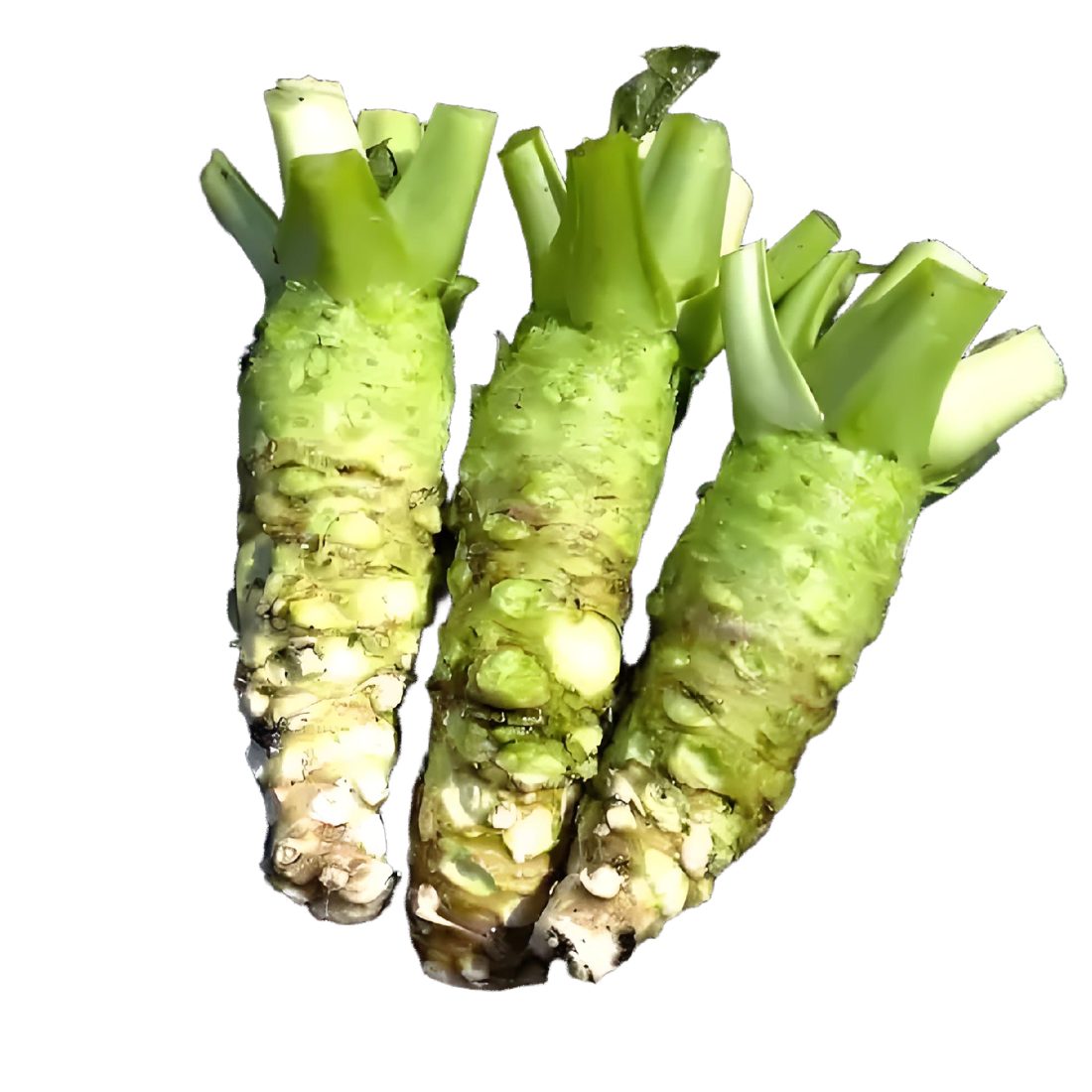 新鲜山葵根茎