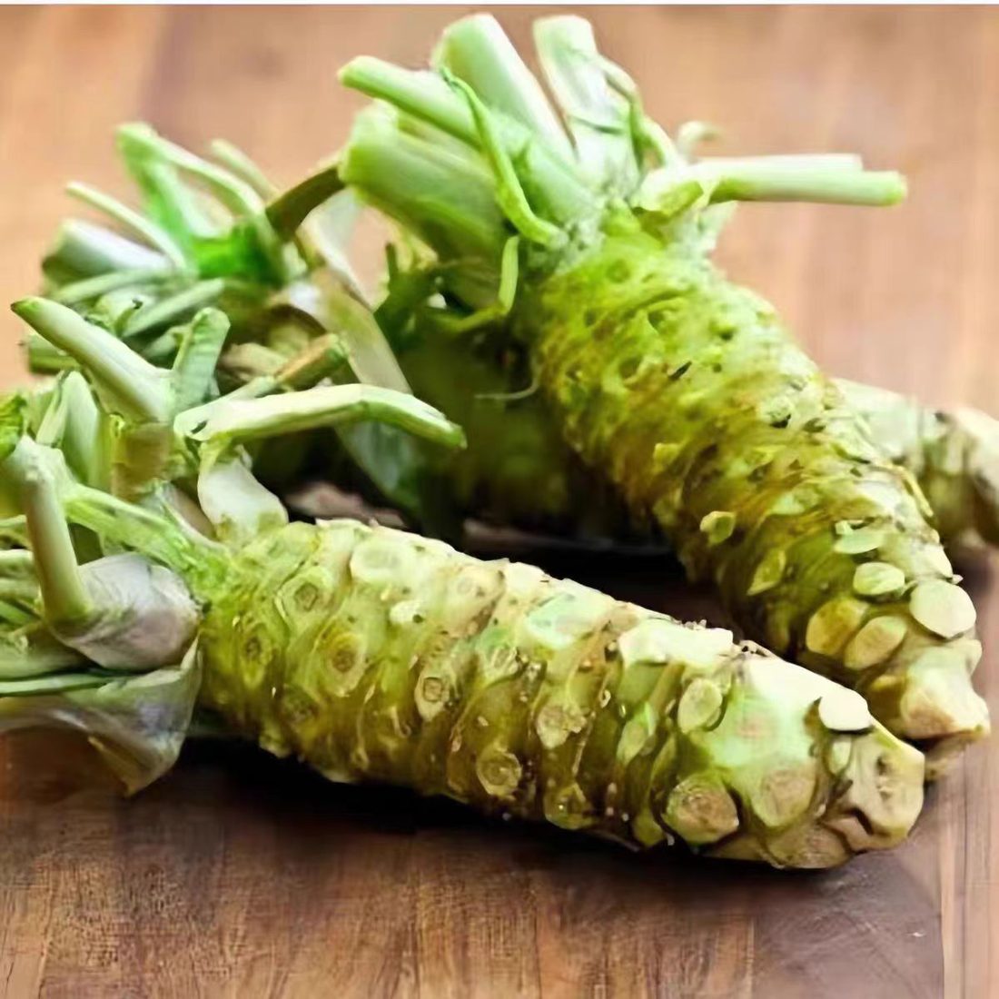 新鲜山葵根茎