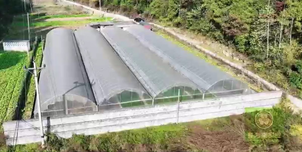 彭水山葵设施种植基地